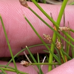 Eleocharis pusilla at Tidbinbilla Nature Reserve - 26 Dec 2023 11:57 AM