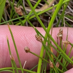 Eleocharis pusilla at Tidbinbilla Nature Reserve - 26 Dec 2023 11:57 AM