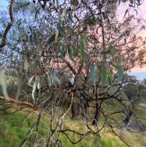 Eucalyptus nortonii at Red Hill Nature Reserve - 25 Dec 2023 08:26 PM