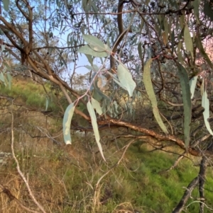 Eucalyptus nortonii at Red Hill Nature Reserve - 25 Dec 2023 08:26 PM