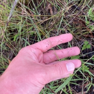 Panicum effusum at Red Hill Nature Reserve - 25 Dec 2023