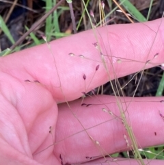 Panicum effusum at Red Hill Nature Reserve - 25 Dec 2023 07:44 PM