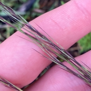 Aristida ramosa at Garran, ACT - 25 Dec 2023 07:43 PM