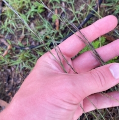 Aristida ramosa at Garran, ACT - 25 Dec 2023 07:43 PM