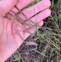 Aristida ramosa at Garran, ACT - 25 Dec 2023 07:43 PM