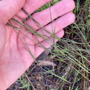 Aristida ramosa at Garran, ACT - 25 Dec 2023 07:43 PM