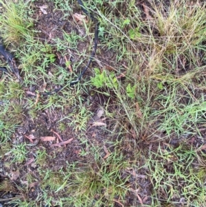 Aristida ramosa at Garran, ACT - 25 Dec 2023 07:43 PM