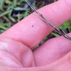 Aristida ramosa at Garran, ACT - 25 Dec 2023 07:43 PM