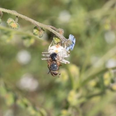 Zygometis xanthogaster (Crab spider or Flower spider) at Lyons, ACT - 12 Dec 2016 by ran452