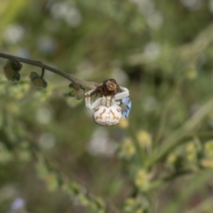 Zygometis xanthogaster at Lyons, ACT - 12 Dec 2016