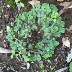 Marchantia polymorpha (Common liverwort) at Hughes, ACT - 5 Feb 2024 by ruthkerruish