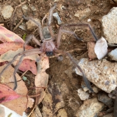 Delena cancerides (Social huntsman spider) at Watson, ACT - 5 Feb 2024 by waltraud