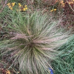 Nassella trichotoma (Serrated Tussock) at Mount Majura - 31 Jan 2024 by waltraud