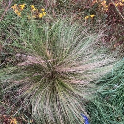 Nassella trichotoma (Serrated Tussock) at Mount Majura - 31 Jan 2024 by waltraud