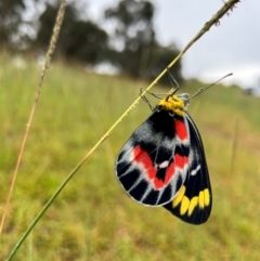 Delias harpalyce (Imperial Jezebel) at Casey, ACT - 5 Feb 2024 by leith7