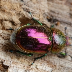 Lamprima aurata (Golden stag beetle) at Curtin, ACT - 5 Feb 2024 by arjay