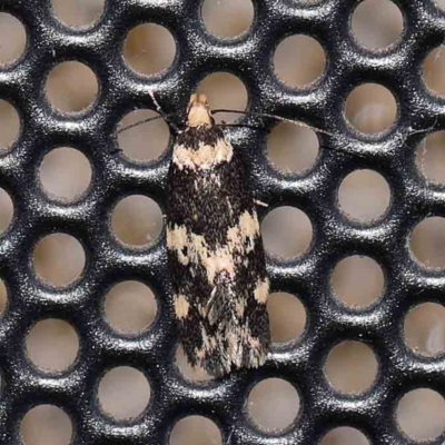 Barea (genus) (A concealer moth) at Turner, ACT - 3 Feb 2024 by ConBoekel