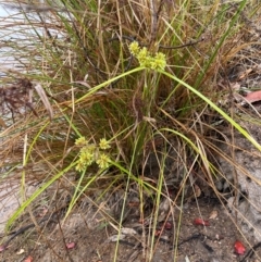 Cyperus eragrostis (Umbrella Sedge) at Chapman, ACT - 5 Feb 2024 by BenHarvey
