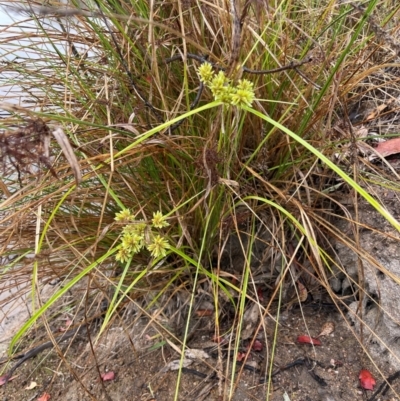 Cyperus eragrostis (Umbrella Sedge) at Chapman, ACT - 5 Feb 2024 by BenHarvey