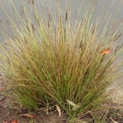 Carex appressa at Cooleman Ridge - 5 Feb 2024 01:30 PM