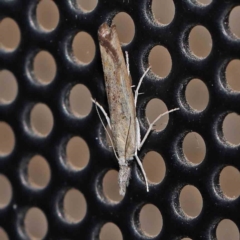 Faveria tritalis (Couchgrass Webworm) at Turner, ACT - 1 Feb 2024 by ConBoekel