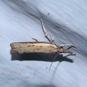 Ptochostola microphaeellus at Turner, ACT - 1 Feb 2024