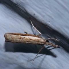 Ptochostola microphaeellus at Turner, ACT - 1 Feb 2024 09:59 PM