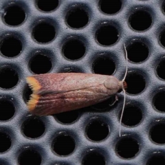 Hemibela callista (Hemibela callista) at Turner, ACT - 31 Jan 2024 by ConBoekel