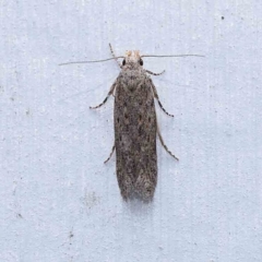 Phthorimaea operculella at Turner, ACT - 31 Jan 2024 09:19 PM