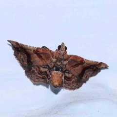 Scenedra decoratalis (A Pyralid moth) at Turner, ACT - 2 Feb 2024 by ConBoekel