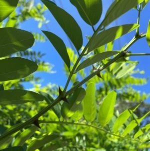 Robinia pseudoacacia at Macquarie, ACT - 7 Feb 2024 10:32 AM