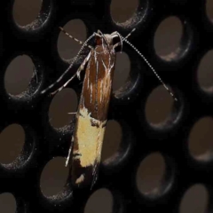Labdia deliciosella (A Cosmet moth) at Turner, ACT - 1 Feb 2024 by ConBoekel