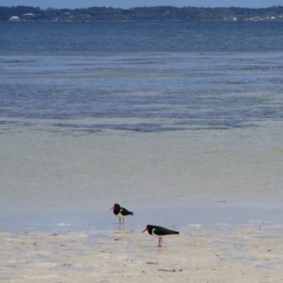 Haematopus longirostris (Australian Pied Oystercatcher) at Vancouver Peninsula, WA - 1 Nov 2023 by MB