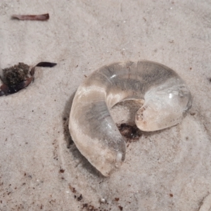 Scyphozoa (class) at Vancouver Peninsula, WA - 1 Nov 2023 10:27 AM