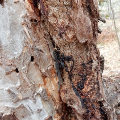 Christinus marmoratus (Southern Marbled Gecko) at Mount Rogers - 6 Aug 2018 by Rosie