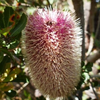 Banksia praemorsa (Cut-leaf Banksia) at Sandpatch, WA - 2 Nov 2023 by MB