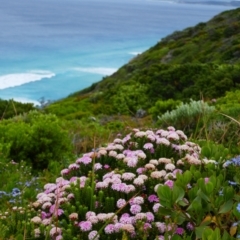 Pimelea ferruginea (Pink Rice-Flower) at Torndirrup National Park - 29 Oct 2023 by MB