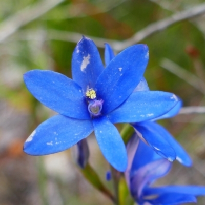 Thelymitra crinita (Blue Lady Orchid) at Kalgan, WA - 1 Nov 2023 by MB