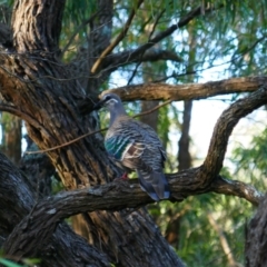 Phaps chalcoptera (Common Bronzewing) at Emu Point, WA - 31 Oct 2023 by MB