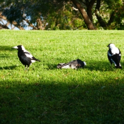 Gymnorhina tibicen (Australian Magpie) at Emu Point, WA - 31 Oct 2023 by MB