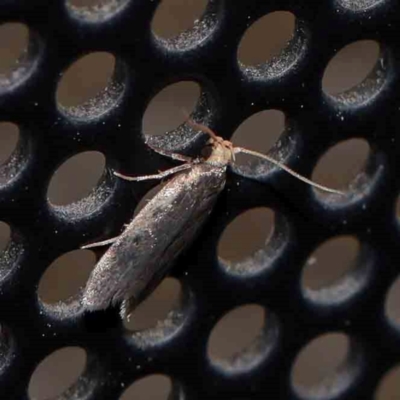 Hoplostega ochroma (a Eulechria Group moth) at Turner, ACT - 1 Feb 2024 by ConBoekel