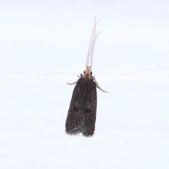 Lecithoceridae (family) at Turner, ACT - 31 Jan 2024