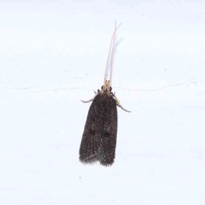 Lecithoceridae (family) at Turner, ACT - 31 Jan 2024