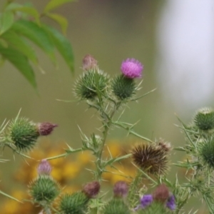 Cirsium vulgare at National Arboretum Forests - 5 Feb 2024