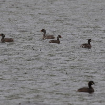 Tachybaptus novaehollandiae (Australasian Grebe) at National Arboretum Forests - 5 Feb 2024 by RodDeb