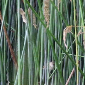 Acrocephalus australis at National Arboretum Forests - 5 Feb 2024