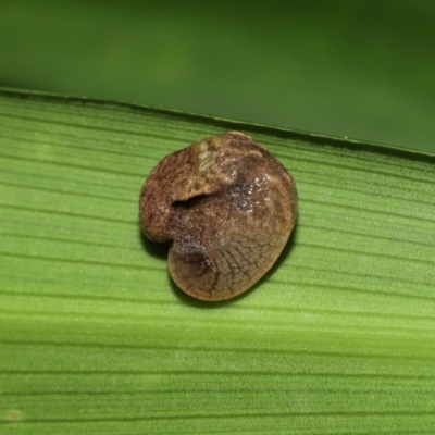 Ubiquitarion iridis at Capalaba, QLD - 4 Feb 2024 by TimL