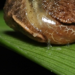 Unidentified Mite and Tick (Acarina) at Capalaba, QLD - 4 Feb 2024 by TimL