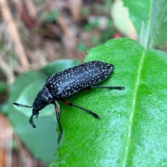 Rhipicera (Agathorhipis) femorata (Feather-horned beetle) at Kambah, ACT - 4 Feb 2024 by RosD