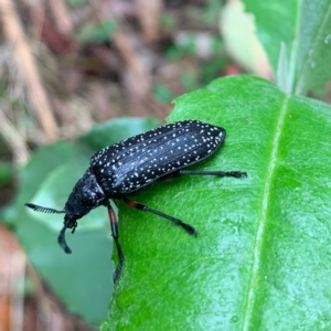 Rhipicera (Agathorhipis) femorata at Jedbinbilla - 5 Feb 2024